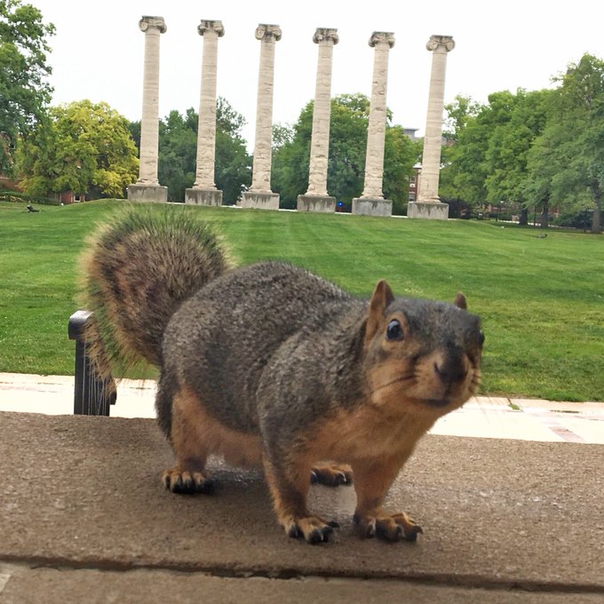 Squirrel with Quizzical Expression  on Campus